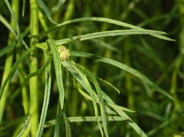 Senecio inaequidens